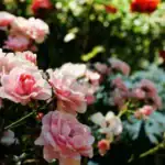 ruze-budou-bohate-kvest-cim-krmit-kere-v-obdobi-puceni.webp.webp